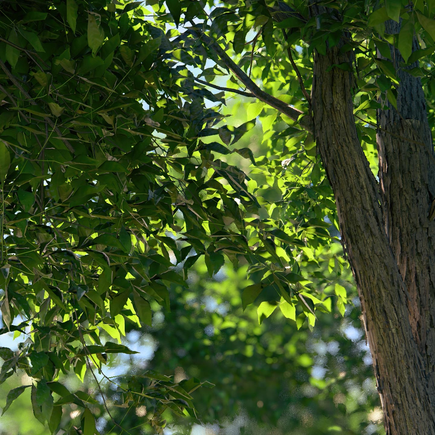 Natur - Detail einer Bitternuss-Hickory