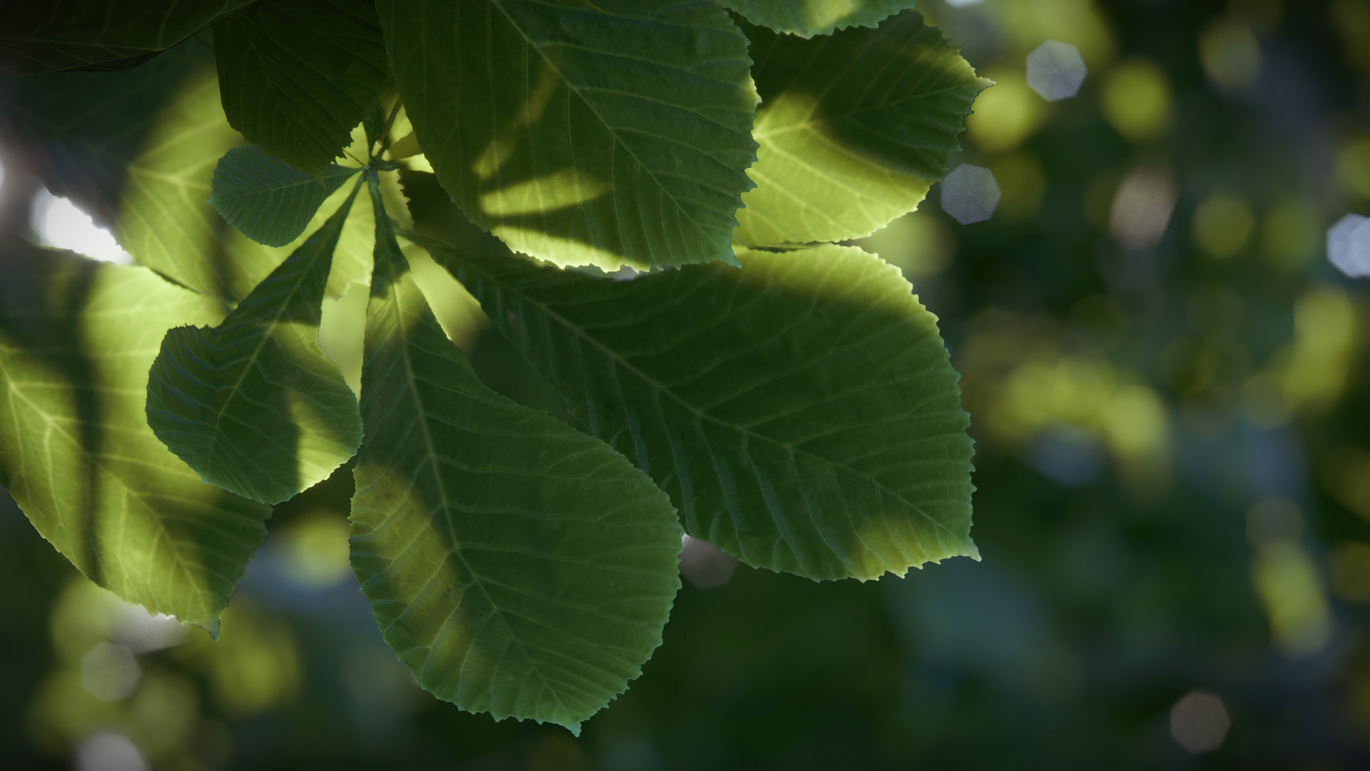 Natur - Kastaniendetail