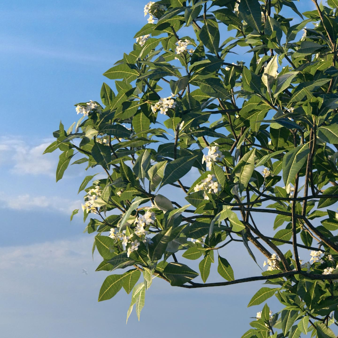 Natur - Frangipani-Detail